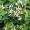 Lonicera Japonica Var. Repens -plant store pl0000007087