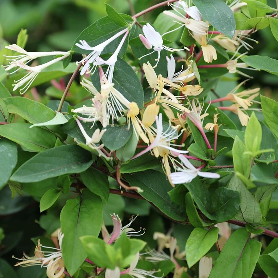 Lonicera Japonica Var. Repens 3 Lonicera Japonica Var. Repens