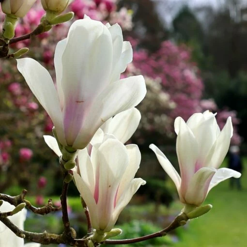 Magnolia × Soulangeana 'Alba Superba' 6 Magnolia × Soulangeana 'Alba Superba' -plant store pl0000007929