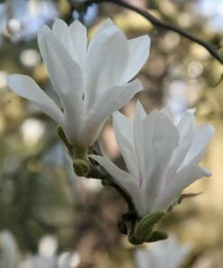 Magnolia × Soulangeana 'Alba Superba' -plant store pl0000007929 card3 lg
