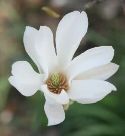 Magnolia × Soulangeana 'Alba Superba' -plant store pl0000007929 card4 lg