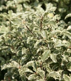 Pittosporum Tenuifolium 'Variegatum' -plant store pl0000007975 card3 lg