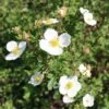 Potentilla Fruticosa Abbotswood -plant store pl0000007978