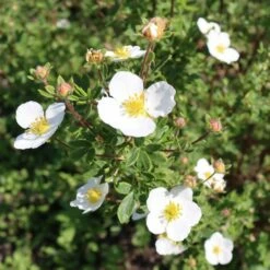 Potentilla Fruticosa Abbotswood