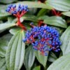 Viburnum Davidii -plant store pl0000008067