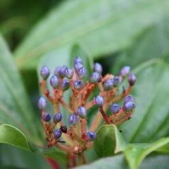 Viburnum Davidii -plant store pl0000008067 card3 lg