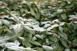 Viburnum Davidii -plant store pl0000008067 card4 lg