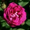 Rosa 'William Lobb' -plant store pl0000077827