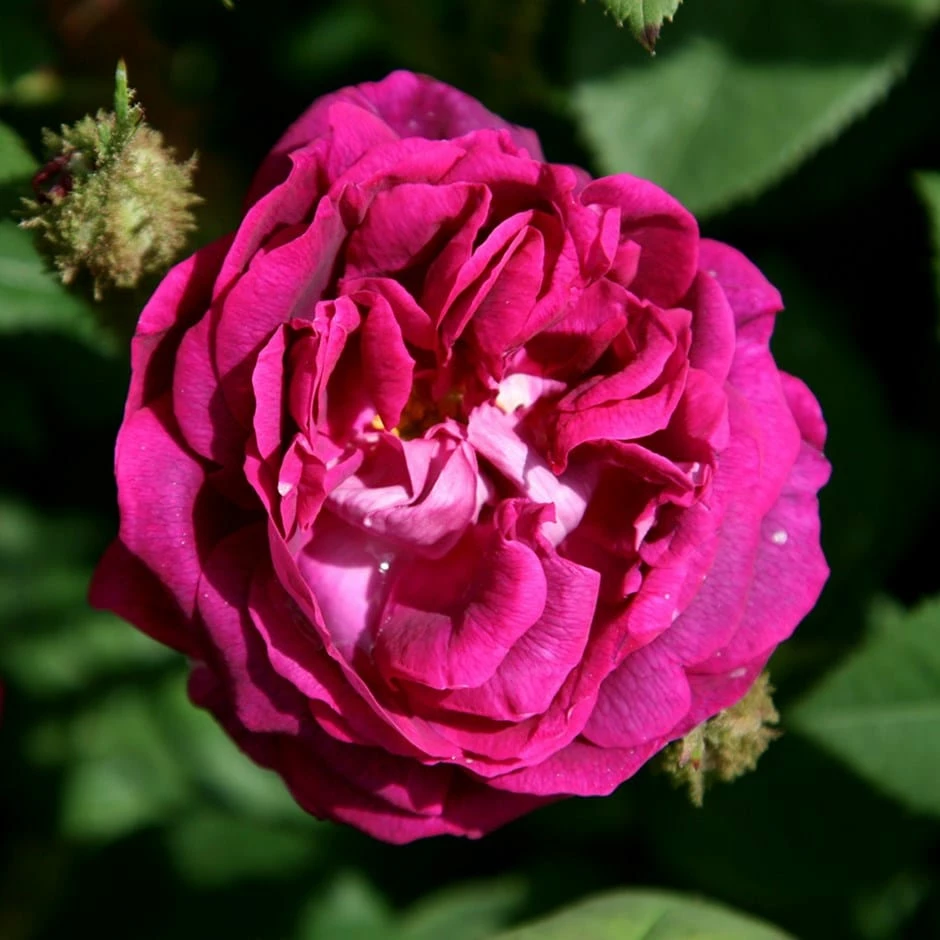 Rosa 'William Lobb' 3 Rosa 'William Lobb'