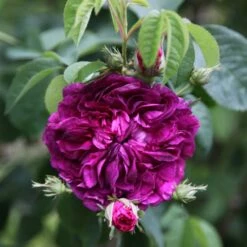 Rosa 'Charles De Mills'
