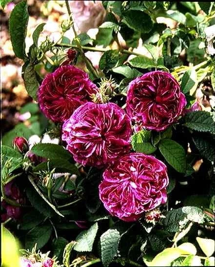 Rosa 'Charles De Mills' 4 Rosa 'Charles De Mills' - Image 2