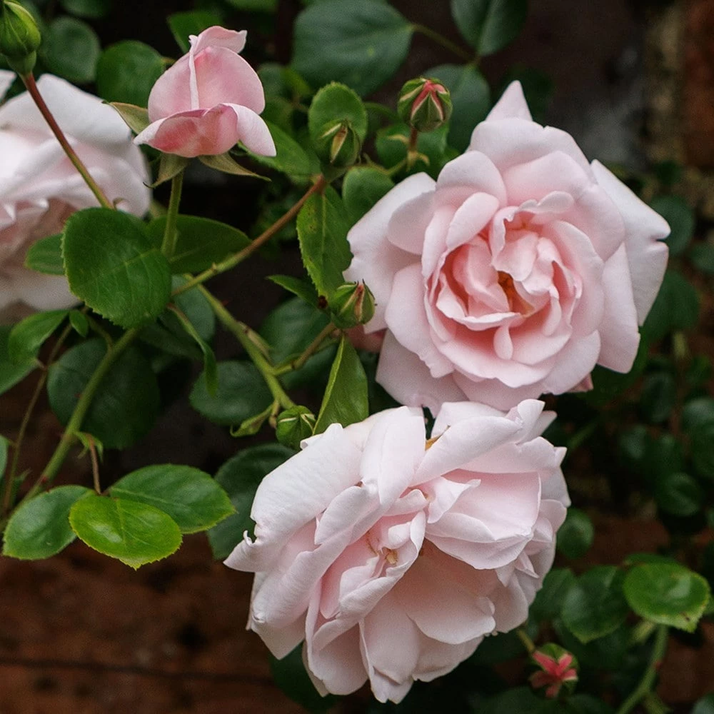 Rosa 'New Dawn' 4 Rosa 'New Dawn' - Image 2