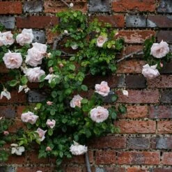 Rosa 'New Dawn' 8 Rosa 'New Dawn' -plant store pl0000077913 card3 lg