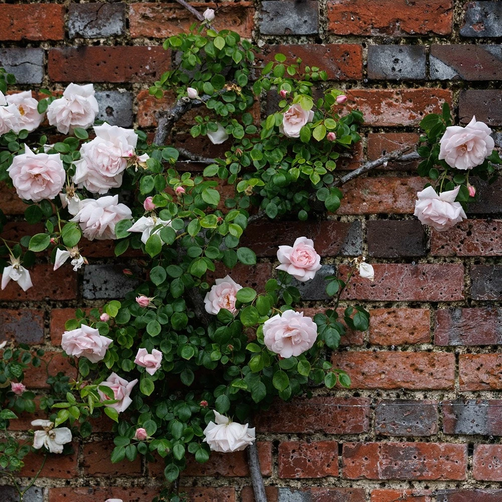 Rosa 'New Dawn' 5 Rosa 'New Dawn' - Image 3