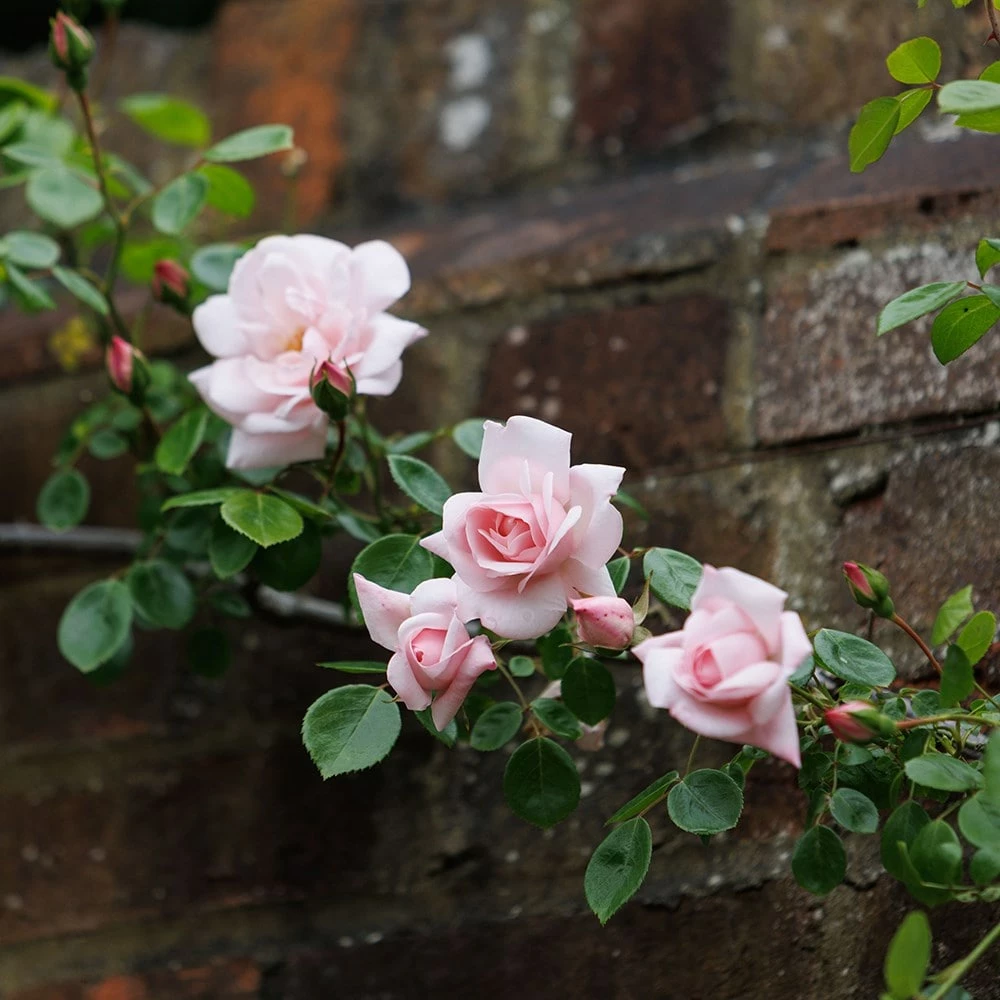 Rosa 'New Dawn' 6 Rosa 'New Dawn' - Image 4