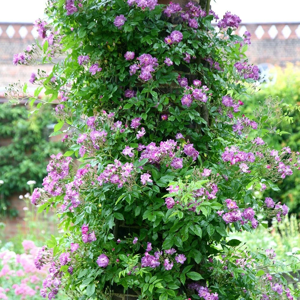 Rosa 'Veilchenblau' 4 Rosa 'Veilchenblau' - Image 2