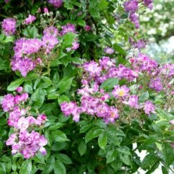 Rosa 'Veilchenblau' 7 Rosa 'Veilchenblau' -plant store pl0000077991 card3 lg