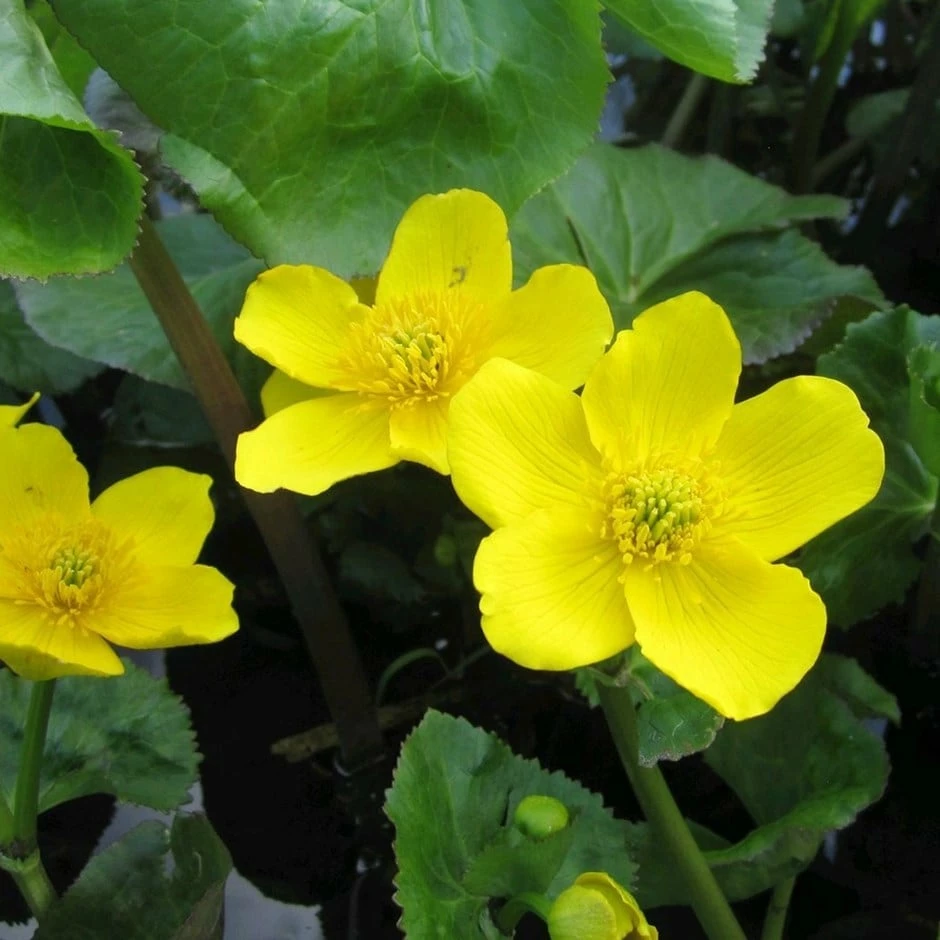 Caltha Palustris 3 Caltha Palustris