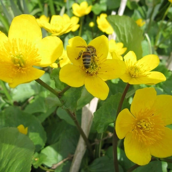 Caltha Palustris 4 Caltha Palustris - Image 2