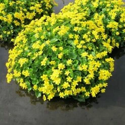 Caltha Palustris 7 Caltha Palustris -plant store pl0000078083 card3 lg