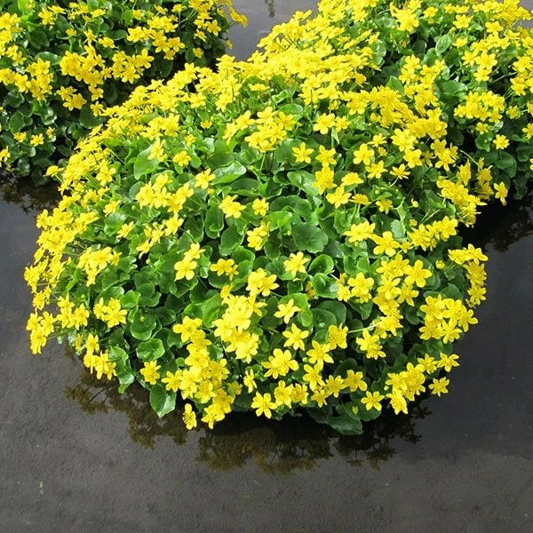 Caltha Palustris 5 Caltha Palustris - Image 3