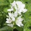Campanula Glomerata Var. Alba -plant store pl0000078089