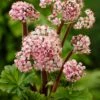 Darmera Peltata 1 Darmera Peltata -plant store pl0000078140
