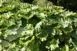 Darmera Peltata 8 Darmera Peltata -plant store pl0000078140 card3 lg