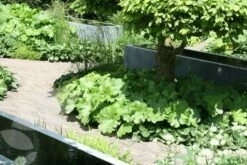 Darmera Peltata 9 Darmera Peltata -plant store pl0000078140 card4 lg