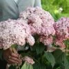Hydrangea Arborescens Sweet Annabelle ('Ncha4') (PBR) 1 Hydrangea Arborescens Sweet Annabelle ('Ncha4') (PBR) -plant store pl0000078199