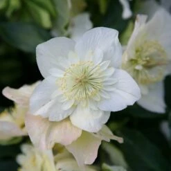 Helleborus Niger Harvington Hybrids Double-flowered