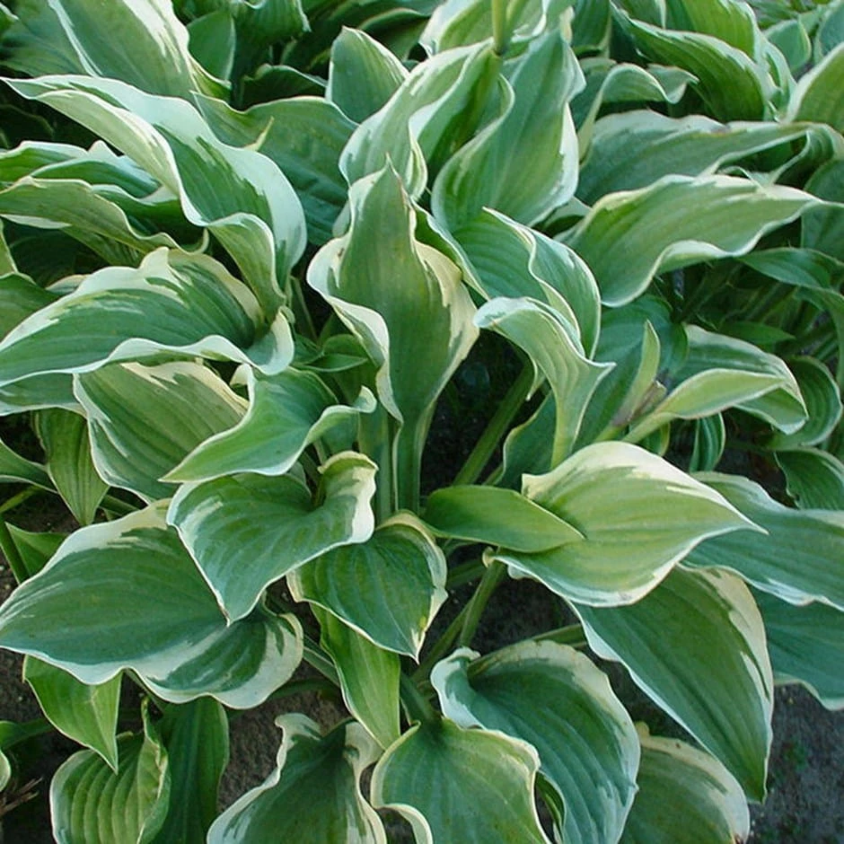 Hosta 'Regal Splendor' 3 Hosta 'Regal Splendor'