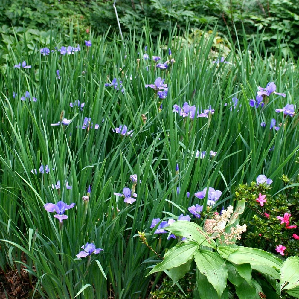 Iris 'Silver Edge' 4 Iris 'Silver Edge' - Image 2