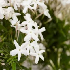 Jasminum Polyanthum 11 Jasminum Polyanthum -plant store pl0000085034 card4 lg