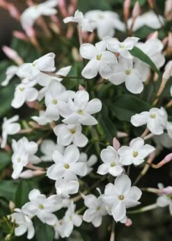 Jasminum Polyanthum 12 Jasminum Polyanthum -plant store pl0000085034 card5 lg