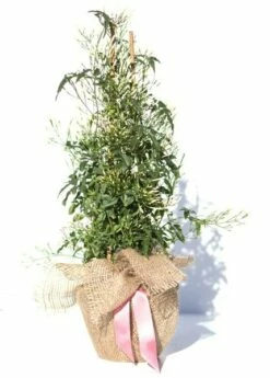 Jasminum Polyanthum 13 Jasminum Polyanthum -plant store pl0000085034 card6 lg