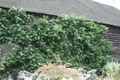 Fig 'Brown Turkey' -plant store pl1000000029 card2 lg