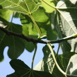 Fig 'Brown Turkey' -plant store pl1000000029 card4 lg