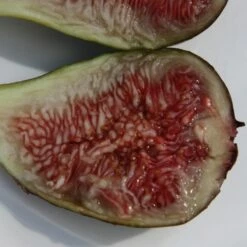 Fig 'Brown Turkey' -plant store pl1000000029 card5 lg