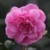 Camellia × Williamsii 'Debbie' -plant store pl1000000033