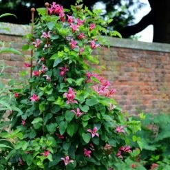 Clematis 'Princess Diana' -plant store pl1000000211 card3 lg