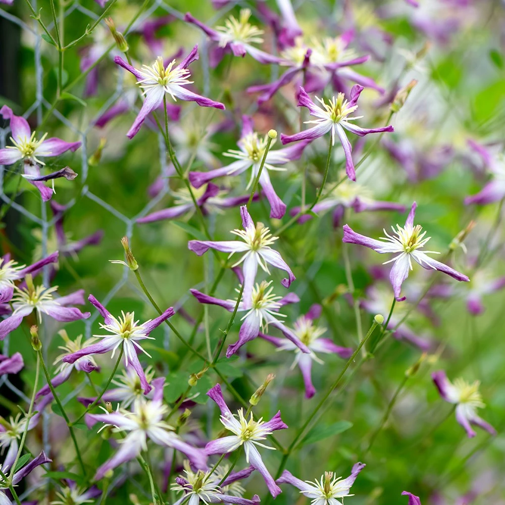 Clematis × Triternata 'Rubromarginata' 4 Clematis × Triternata 'Rubromarginata' - Image 2
