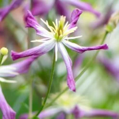 Clematis × Triternata 'Rubromarginata' 8 Clematis × Triternata 'Rubromarginata' -plant store pl1000000212 card3 lg