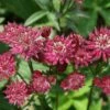 Astrantia Major 'Ruby Wedding' -plant store pl1000000651