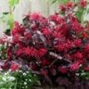 Loropetalum Chinense Var. Rubrum 'Fire Dance' 2 Loropetalum Chinense Var. Rubrum 'Fire Dance' -plant store pl1000000932