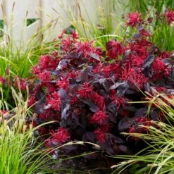 Loropetalum Chinense Var. Rubrum 'Fire Dance' -plant store pl1000000932 card3 lg