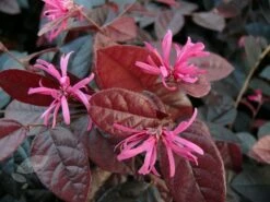 Loropetalum Chinense Var. Rubrum 'Fire Dance' -plant store pl1000000932 card5 lg