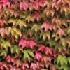 Parthenocissus Tricuspidata 'Veitchii' -plant store pl1000001556