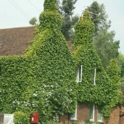 Parthenocissus Tricuspidata 'Veitchii' 8 Parthenocissus Tricuspidata 'Veitchii' -plant store pl1000001556 card2 lg