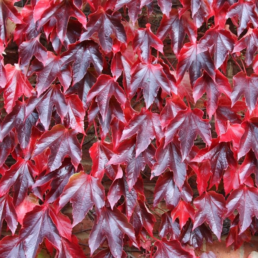Parthenocissus Tricuspidata 'Veitchii' 6 Parthenocissus Tricuspidata 'Veitchii' - Image 4